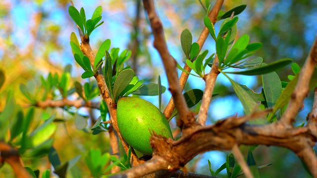 Olio di Argan cosa è e a cosa serve