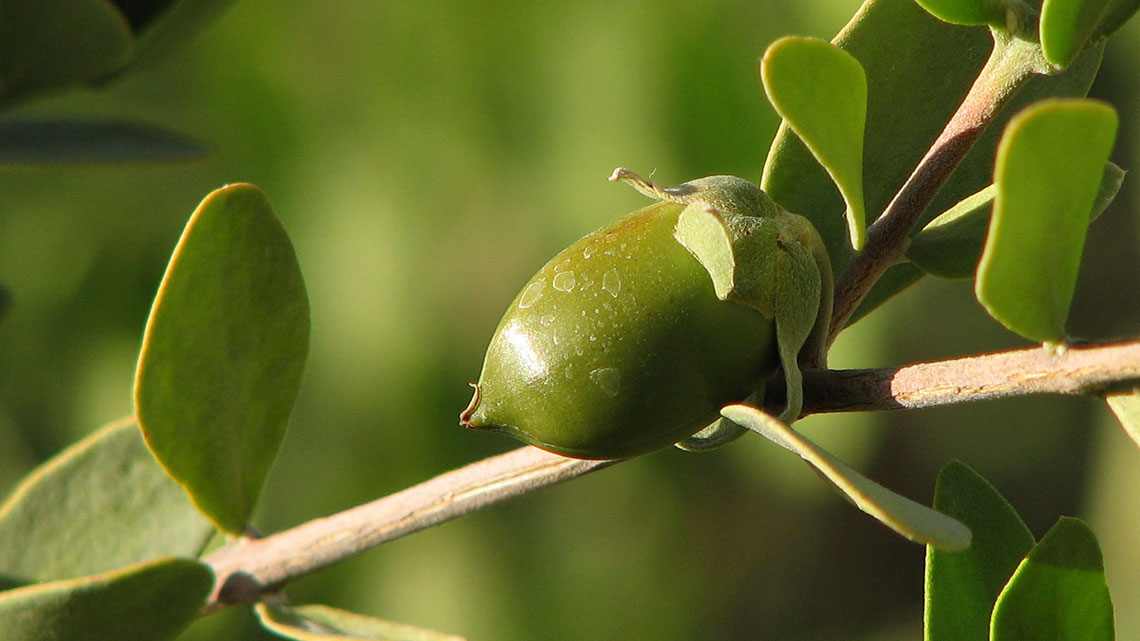 Olio di Jojoba cosa è e a cosa serve